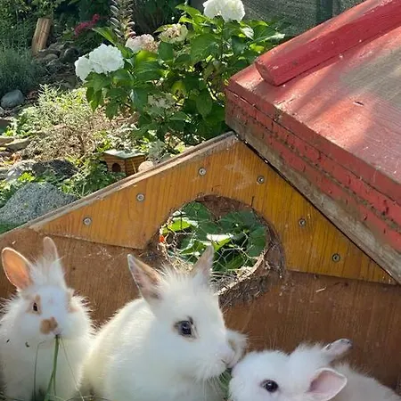 Lägenhet Herrlicher Blick Auf Berge Und